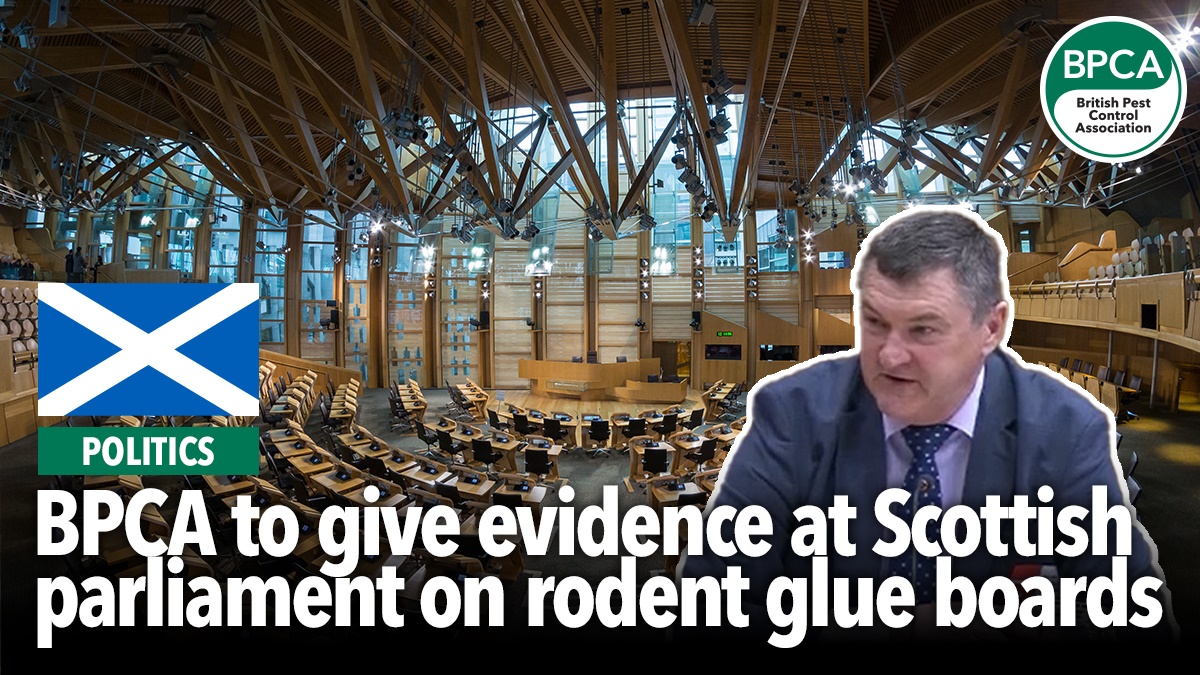 scotland rodent gluetraps scotland rodent gluetraps